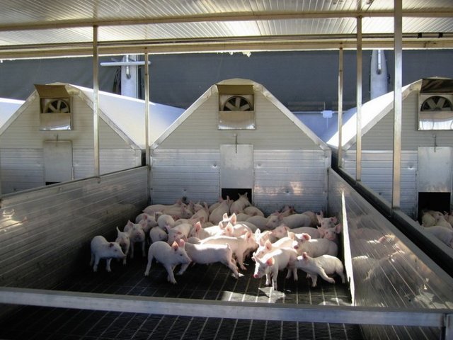 Ангары для свиноводства