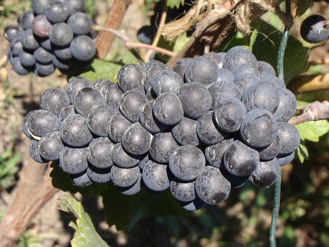 Продам саженцы технического(винного) винограда Пино Нуар в г.Сумы