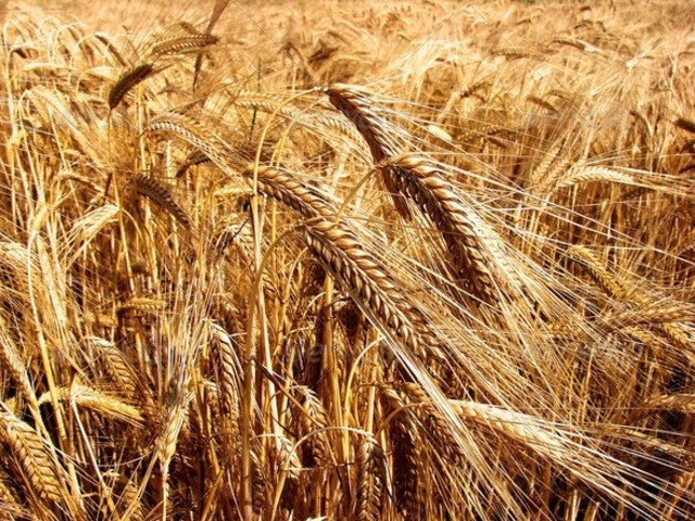 Семена ярового ячменя, пшеницы, просо и кукурузы