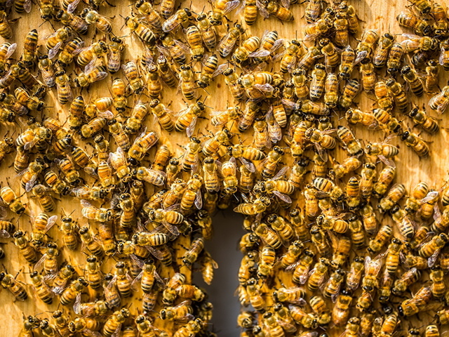 Продажа пчел