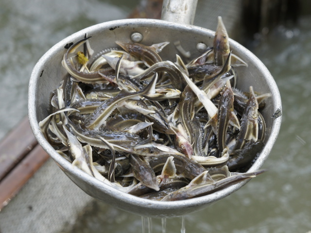 Реализация рыбопосадочного материала и товарной рыбы