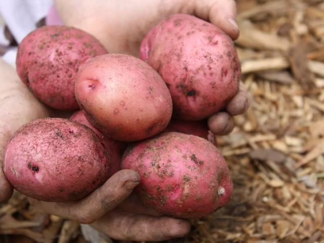 картофель деревенский