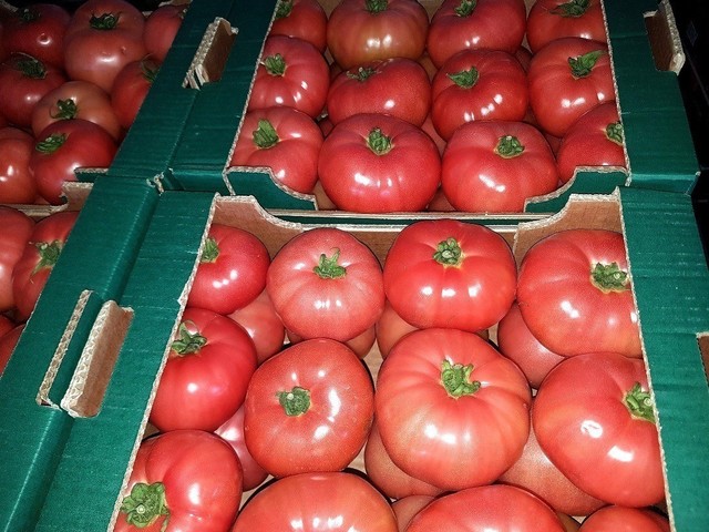 Продаем помидоры оптом в краснодарском крае,помидор оптом краснодарский