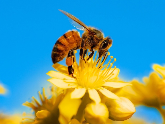 Пчелопакеты Пчелы