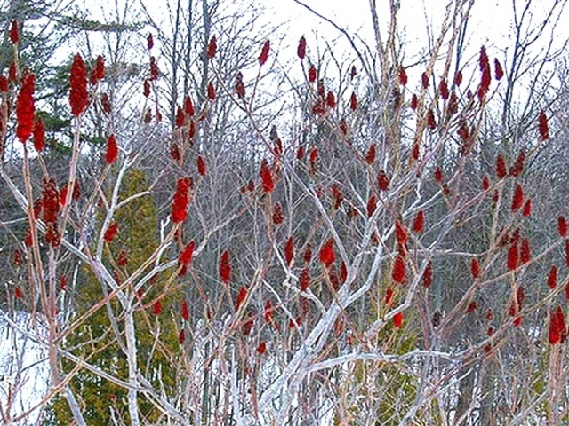 Сумах оленерогий красный (уксусное дерево)