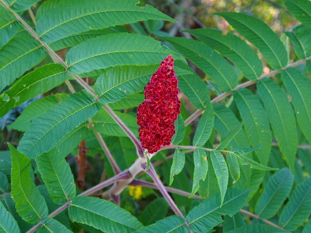 Сумах оленерогий красный (уксусное дерево)