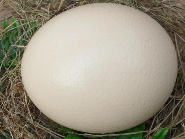 Инкубационное яйцо африканского страуса