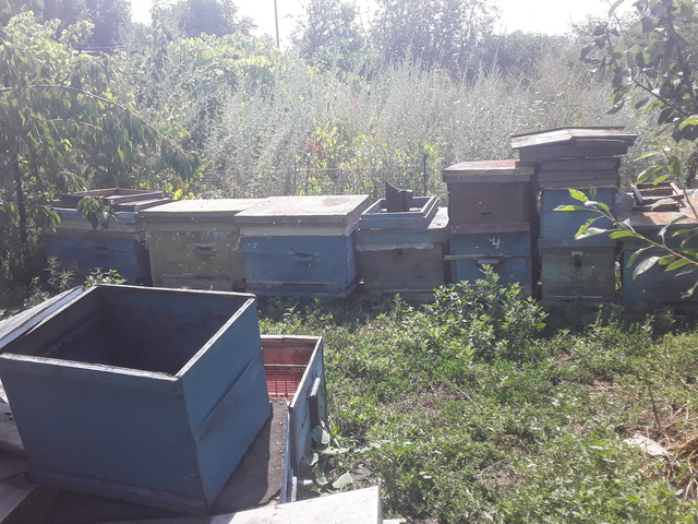 Продаю пчёл и отводки