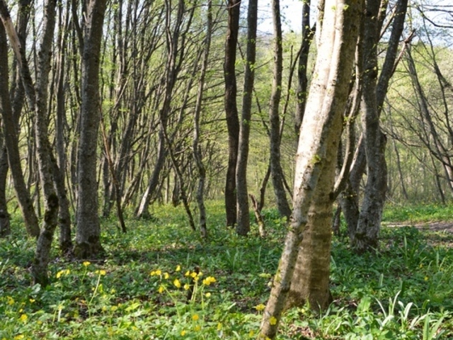 земельный участок площадью 1,16 гектара, расположенный в лесу, вблизи г. Старый Крым 
