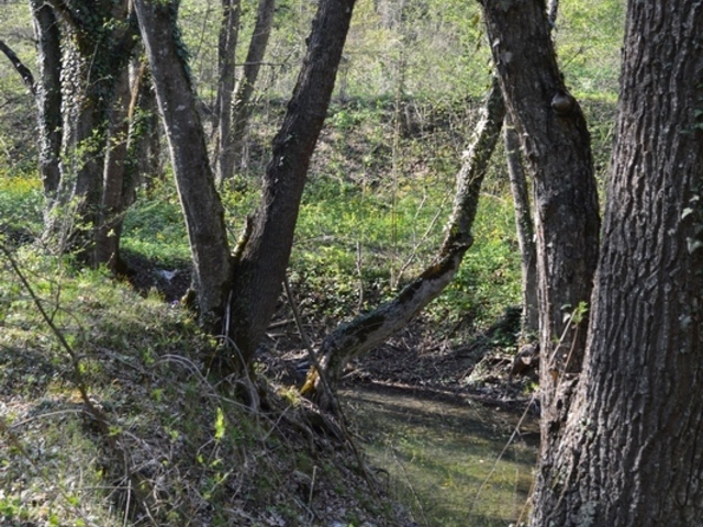 земельный участок площадью 1,16 гектара, расположенный в лесу, вблизи г. Старый Крым 