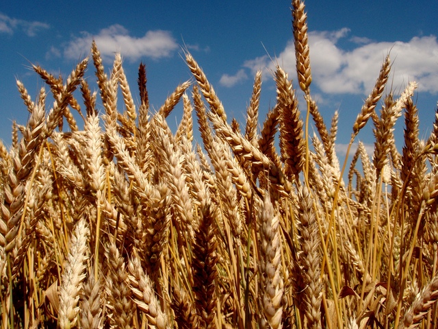 Семена озимой пшеницы Гром, Жива, Таня, Степь, Тимирязевка-150 и др.