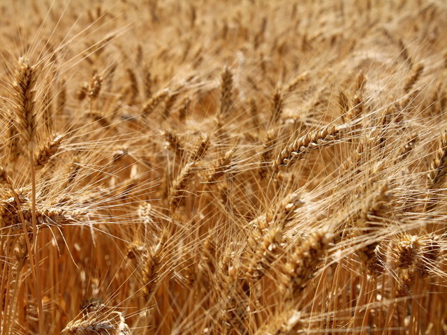 Продаем большим оптом 15000 тысяч тонн пшеницу 2019 года