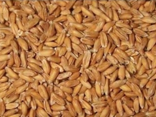 Пшеница, каша пшеничная в Харькове