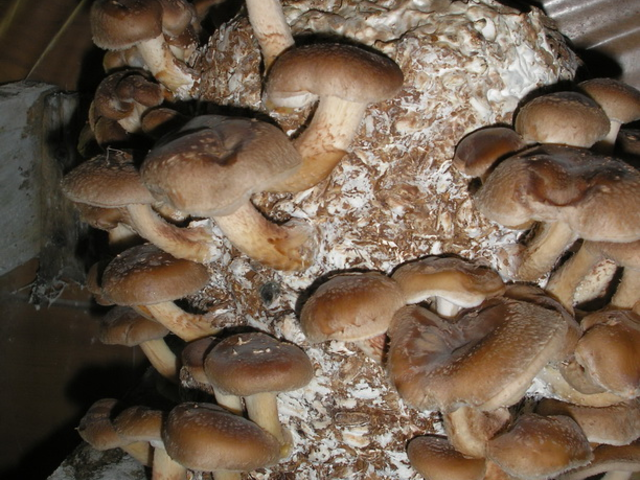 Мицелий грибов вешенки, шиитаке, опят, шампиньонов