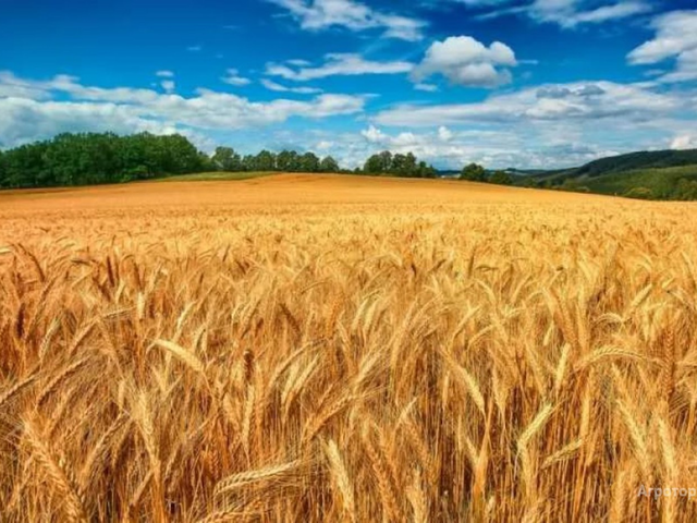 Пшеница, зерно, ячмень Урожай 100000 тысяч тон 2020-2021 года