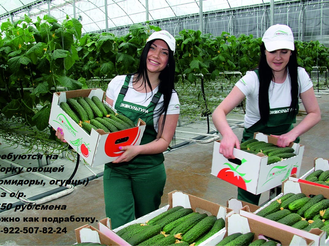 Работники на уборку овощей в теплицы